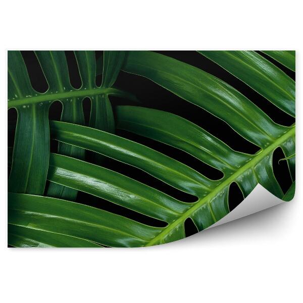 Papier peint Feuilles tropicales vertes exotiques fond noir