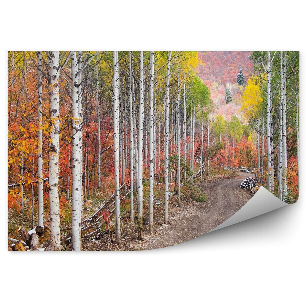 Papier peint Route herbeuse entre des arbres blancs, des bouleaux et des peupliers