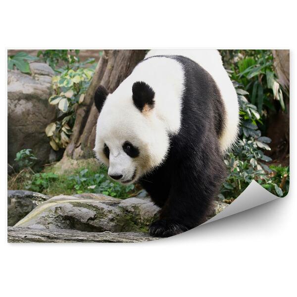 Papier peint Panda Marchant Sur Des Pierres