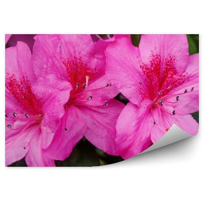 Papier peint Fleur de rhododendron