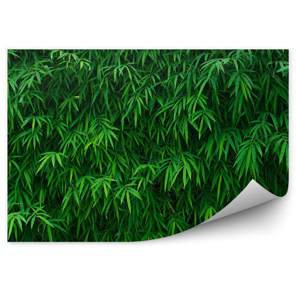 Papier peint Arbustes Feuilles de Bambou Fourrés