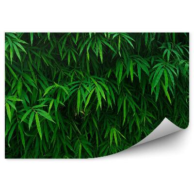 Papier peint Feuilles de bambou fond vert