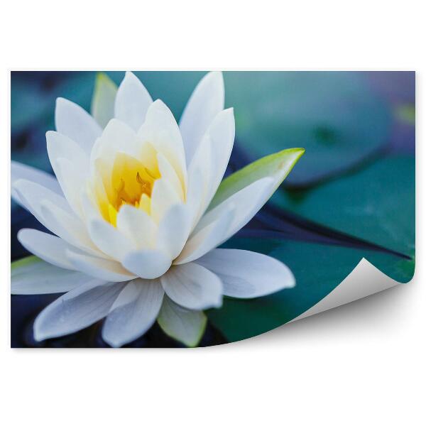 Papier peint Fleur de lotus blanche feuilles vertes eau