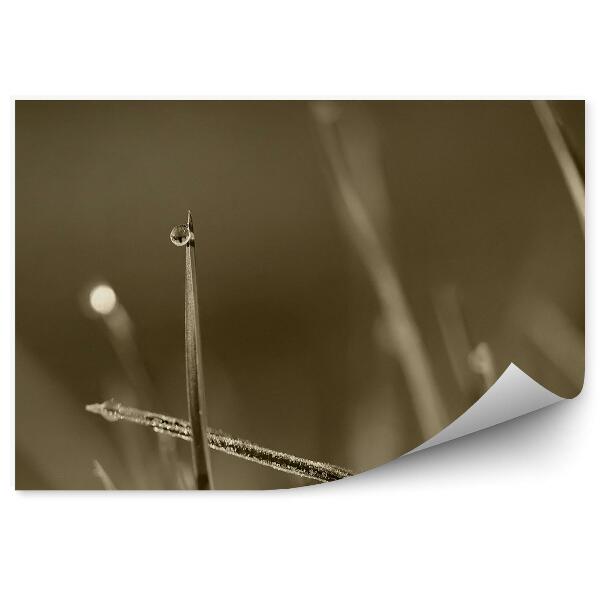 Papier peint Herbe Gouttes de rosée Eau Matin