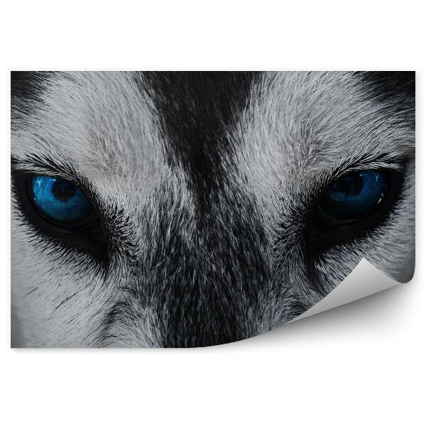 Papier peint Gros Plan Chien Husky Yeux Bleus