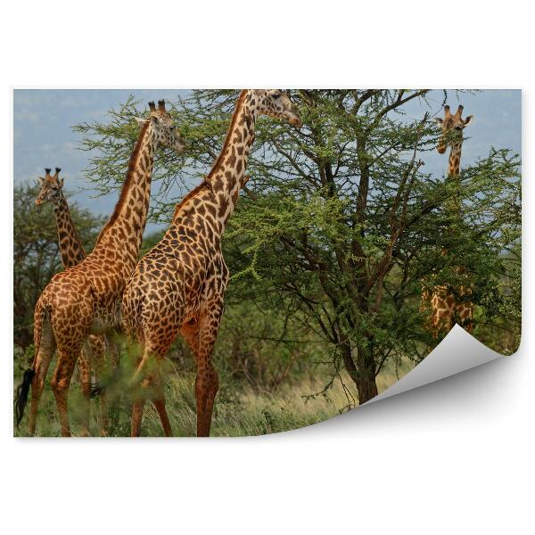 Papier peint Girafes en troupeau dans les arbres nature africa