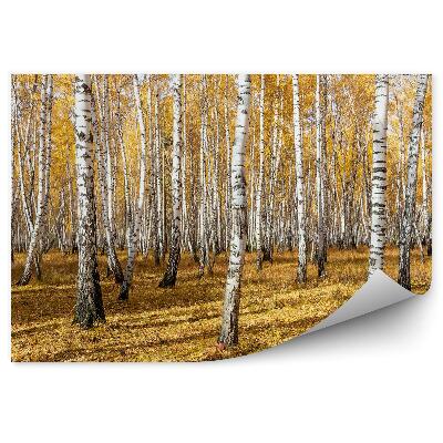 Papier peint Automne Dans Une Forêt De Bouleaux, Feuilles Tombantes, Soleil