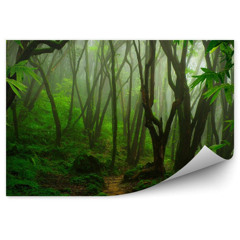 Papier peint Arbres de la jungle tropicale