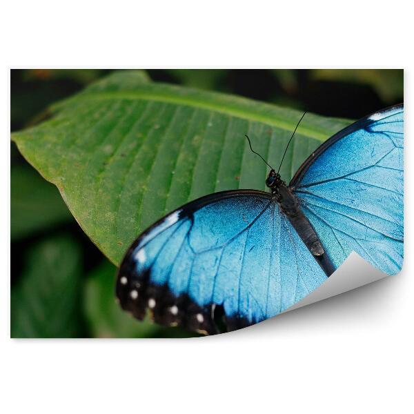 Papier peint Papillon bleu feuilles vertes nature