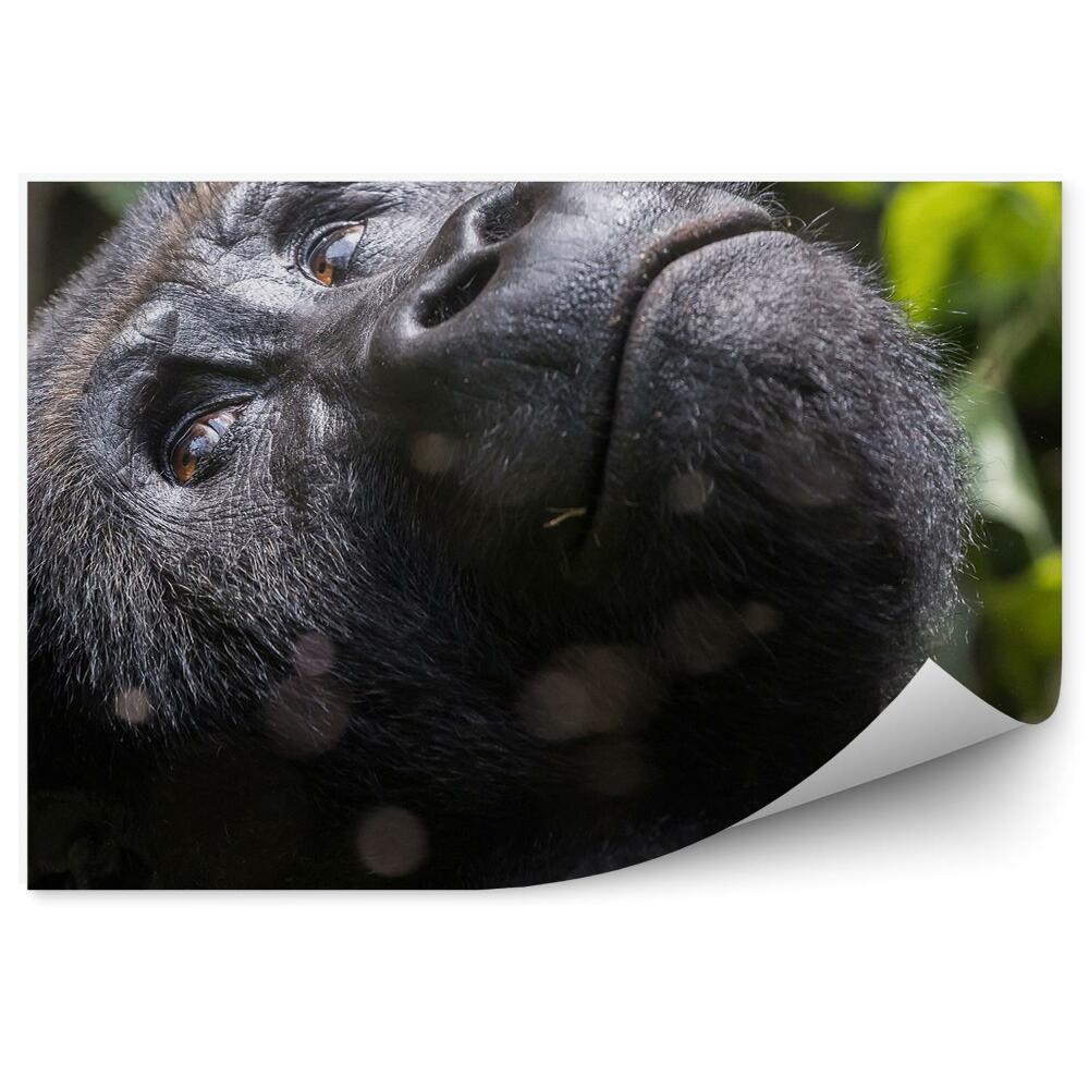 Papier peint Gorille Femelle Regardant Vers Le Haut