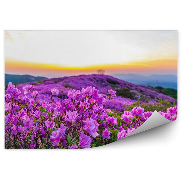 Papier peint Coucher de soleil et rhododendrons