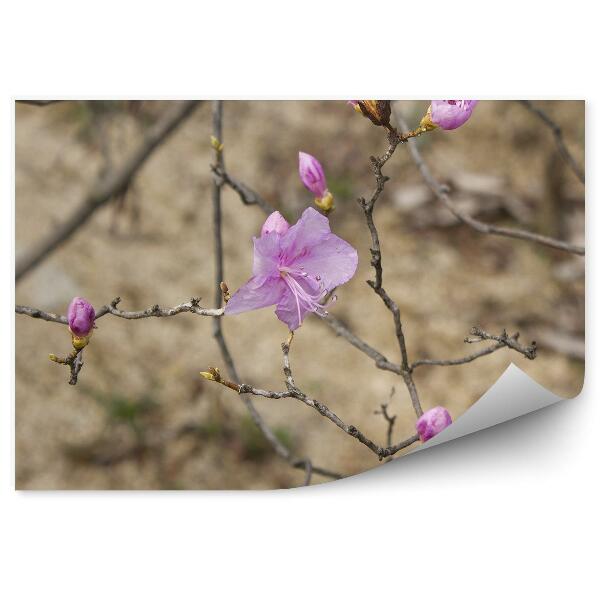 Papier peint Fleur d'azalée sur une branche