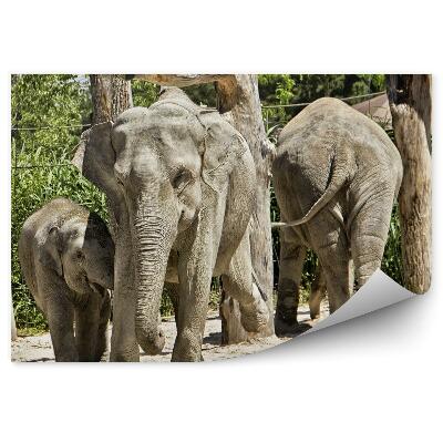 Papier peint Famille D'éléphants Indiens