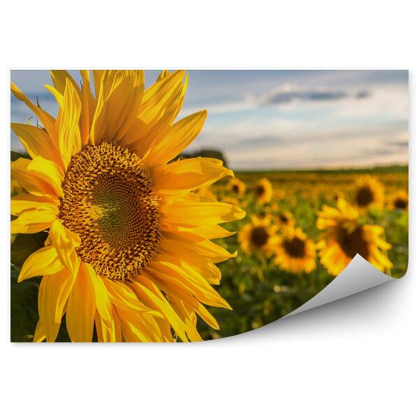 Papier peint Champ de tournesols ciel nuages fleurs