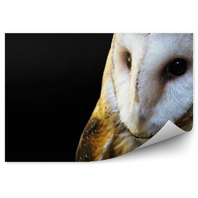 Papier peint Chouette Effraie Sur Fond Noir