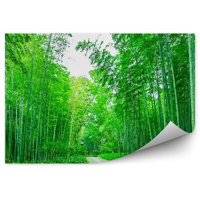 Papier peint Chemin dans une forêt de bambous Lanterne