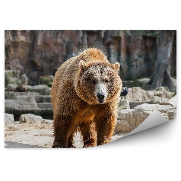 Papier peint Grizzly Sur Les Rochers