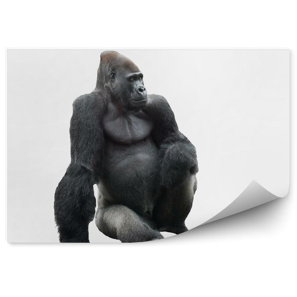 Papier peint Gorille Assis Sur Fond Blanc