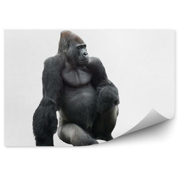 Papier peint Gorille Assis Sur Fond Blanc