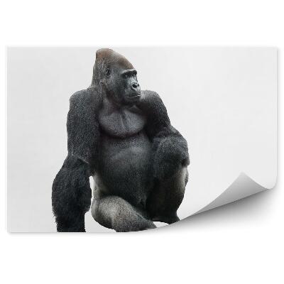 Papier peint Gorille Assis Sur Fond Blanc