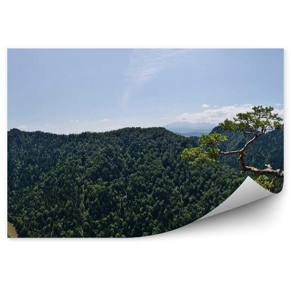 Papier peint Sokolica Peak Pieniny Pine Dunajec Panorama