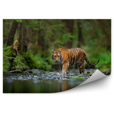 Papier peint panoramique Tigre dans la forêt