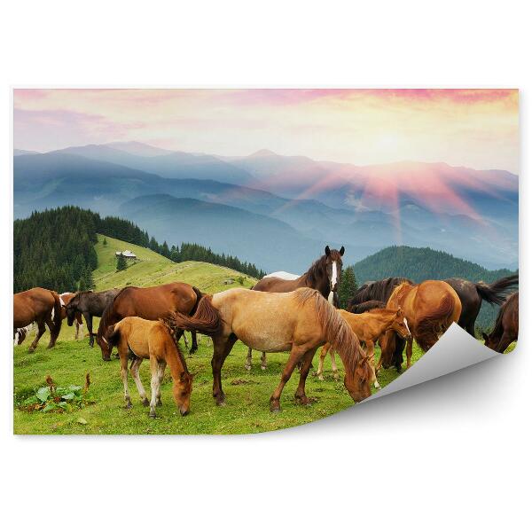 Papier peint Cheval Herbe Montagnes Nuages Coucher De Soleil Arbres Conifères Carpates