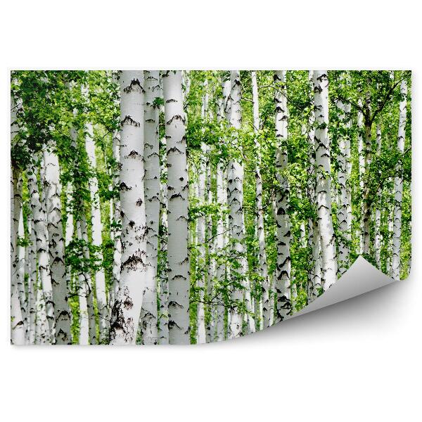 Papier peint Forêt De Bouleaux