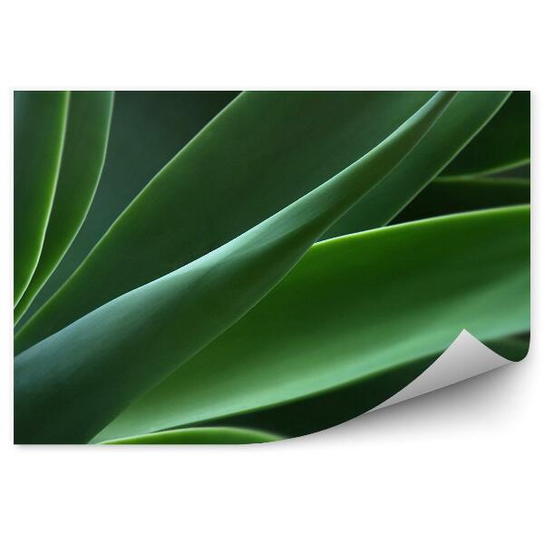 Papier peint Agave Plante verte Gros plan