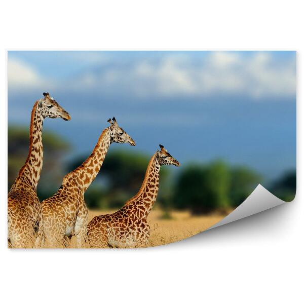 Papier peint Nature girafes animaux sauvages