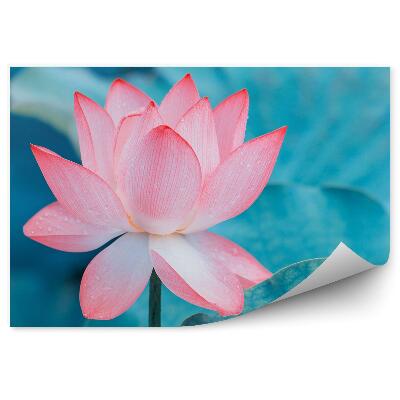 Papier peint Nénuphar rose