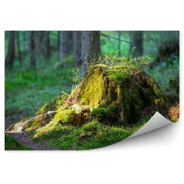 Papier peint Vieux tronc dans la forêt Mousse Petites brindilles