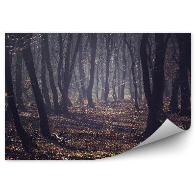 Papier peint Forêt Brumeuse Automne