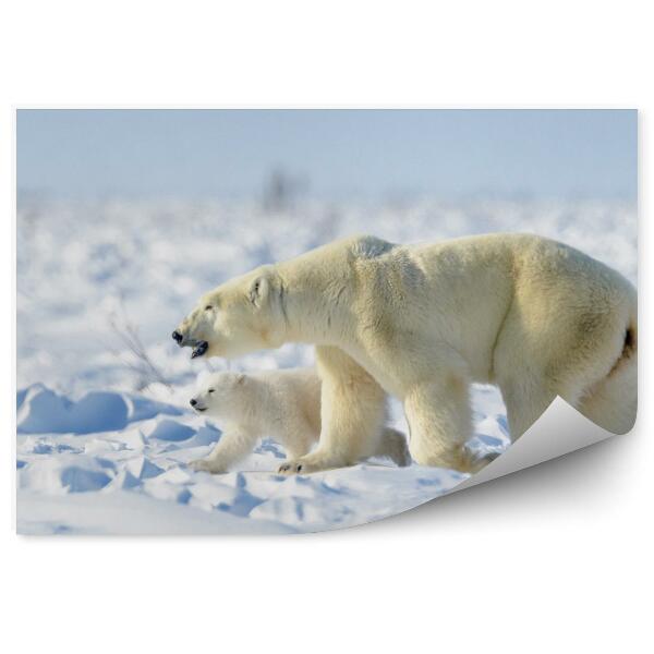 Papier peint Ours Avec Un Jeune Ours Polaire