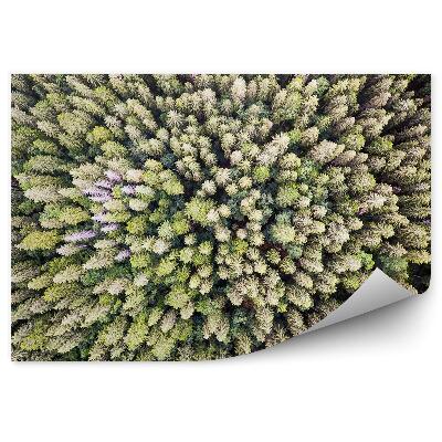 Papier peint Fougères De La Forêt De Pins Brumeuse