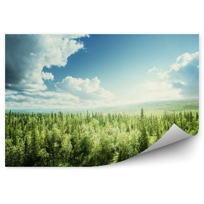 Papier peint Forêt par une journée ensoleillée