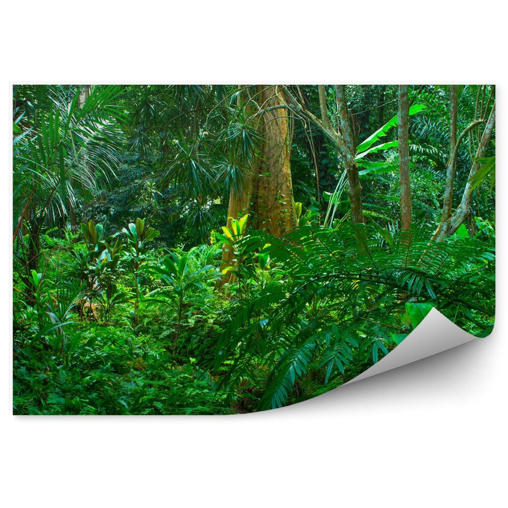 Papier peint Feuilles d'Amazonie Arbres Nature