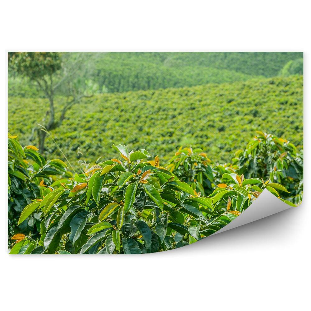 Papier peint panoramique Plantation de café Colombie végétation verte