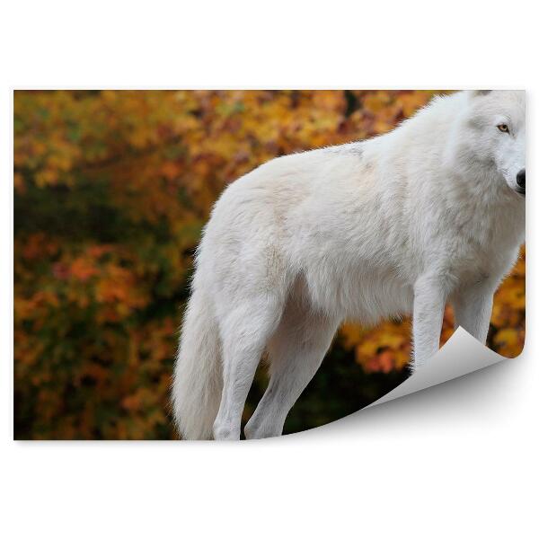 Papier peint Loup Arctique Blanc Automne Forêt Pierre