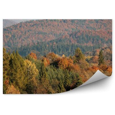 Papier peint Forêt D'automne Arbres Vue À Vol D'oiseau