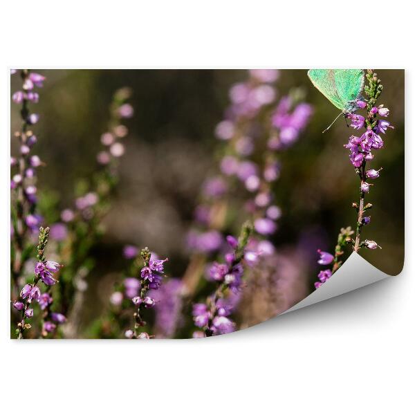 Papier peint Papillon sur une fleur de bruyère