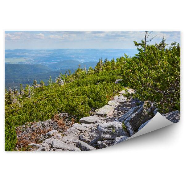 Papier peint Forêts Vertes Sentier De Montagne À Krkonoše