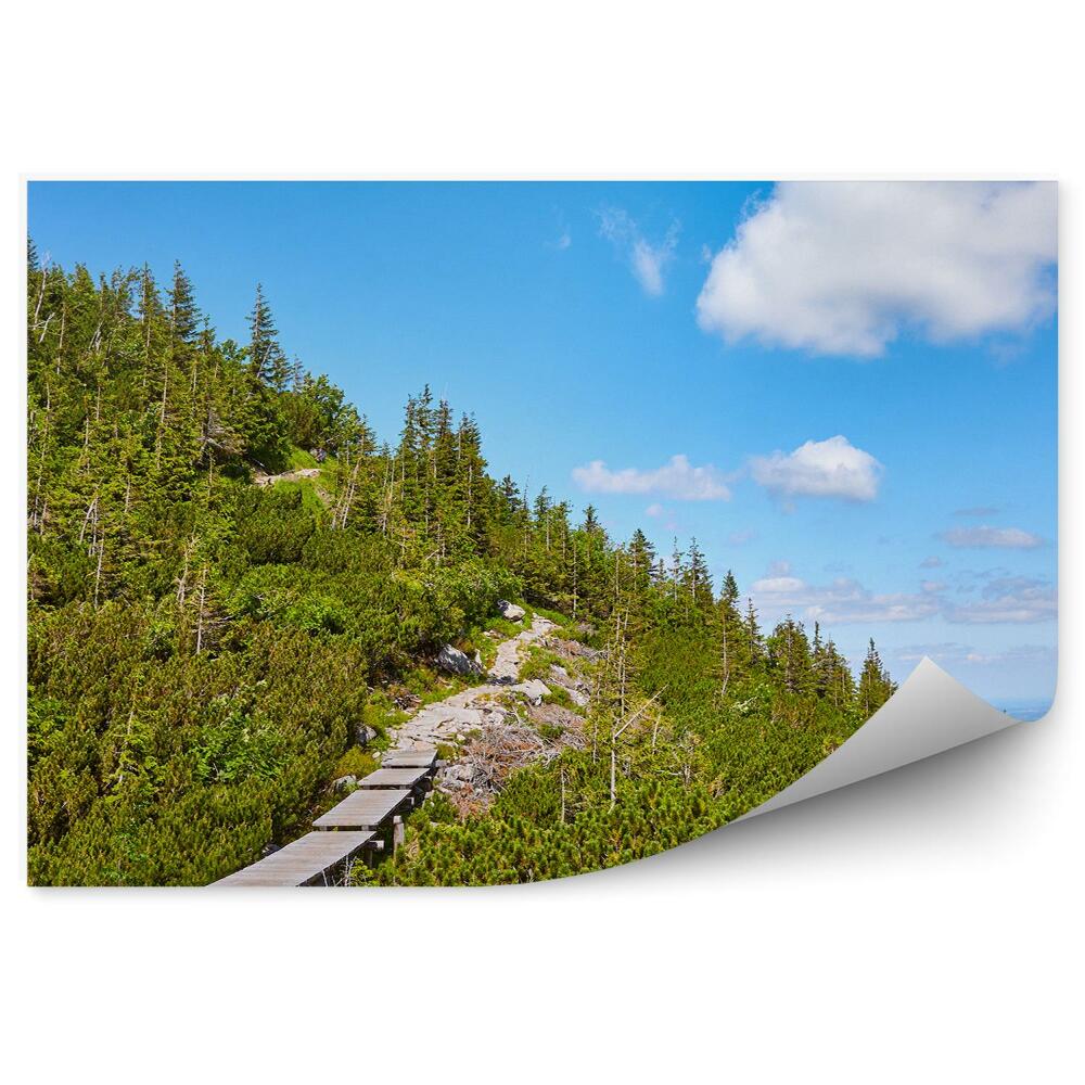 Papier peint Passerelle En Bois Sur Un Sentier De Montagne En Forêt
