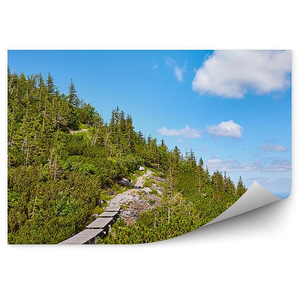 Papier peint Passerelle En Bois Sur Un Sentier De Montagne En Forêt