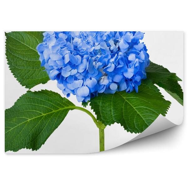 Papier peint Hortensia bleu fond blanc