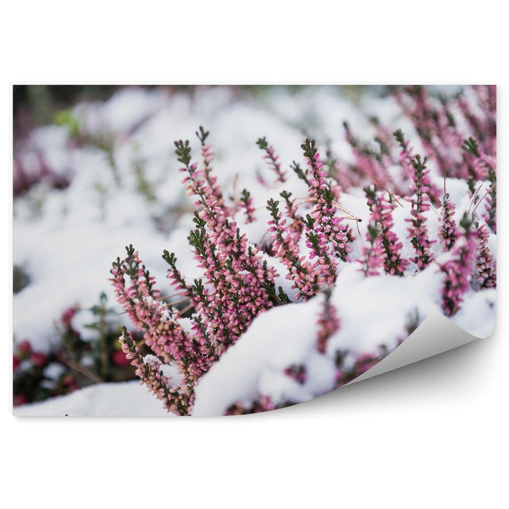 Papier peint Bruyère dans la neige