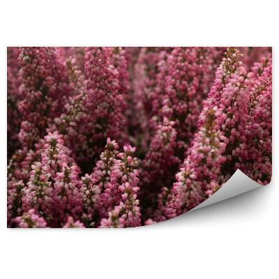 Papier peint Bruyère rose en gros plan