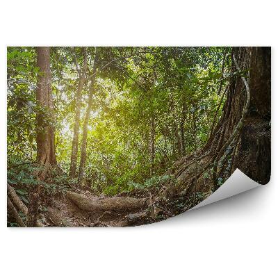 Papier peint Jungle tropicale Arbres Verdure Chemin