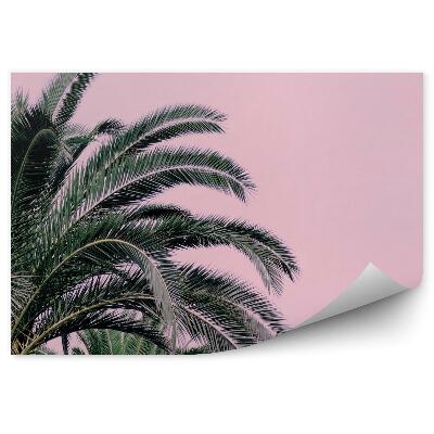 Papier peint Palmier sur fond rose