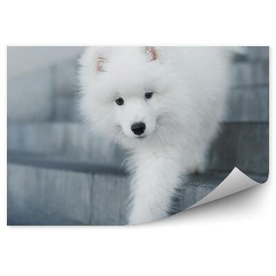 Papier peint Chiot descendant l'escalier